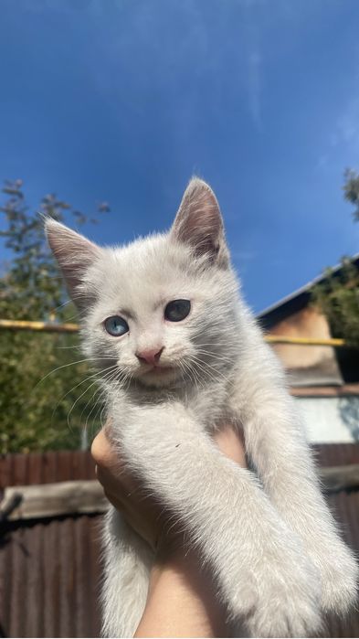 Ищем дом для двух замечательных 2-месячных котят.