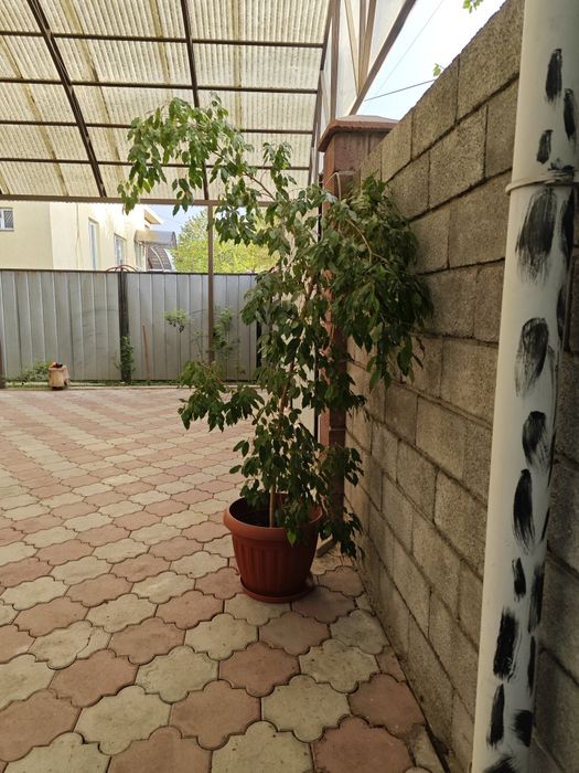 Продам домашнее растение