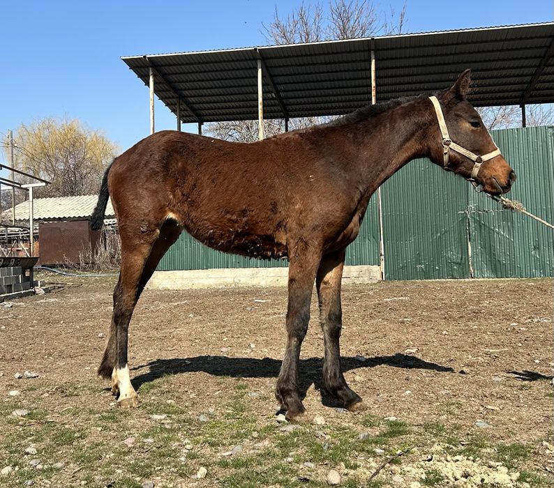 Англо араб тай….