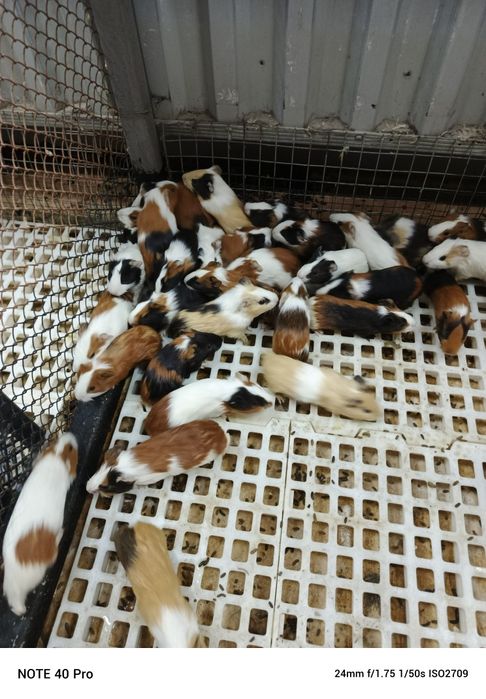 Свинки морские оптом