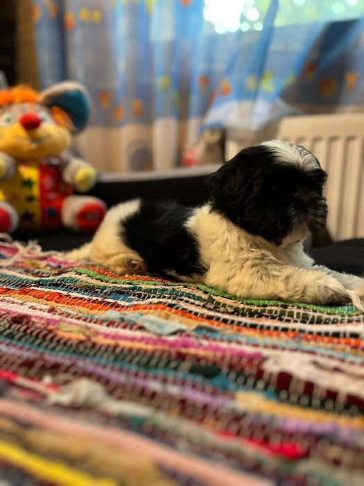 Shih tzu de calitate