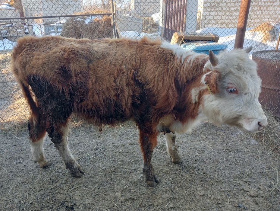 Баспак еркек сатылады