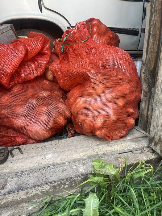 Продам картофель