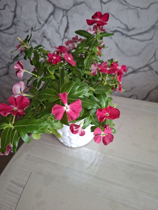 Домашний Катарантус