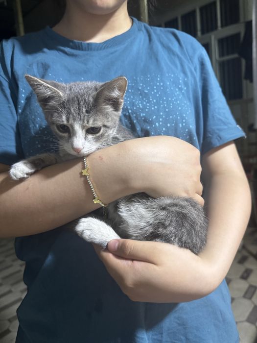 Отдам даром кошка