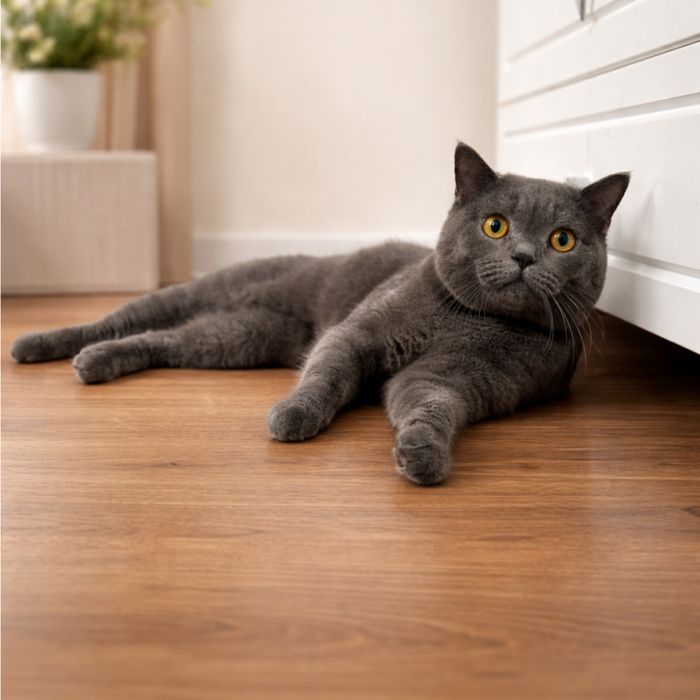 Котенок скоттиш страйт