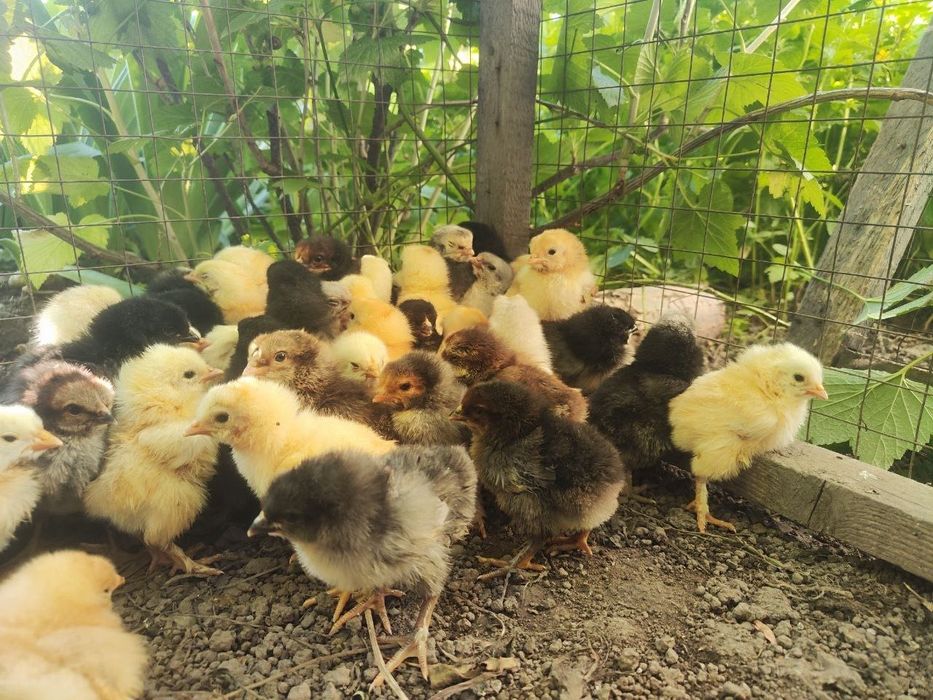 Продам домашних цыплят