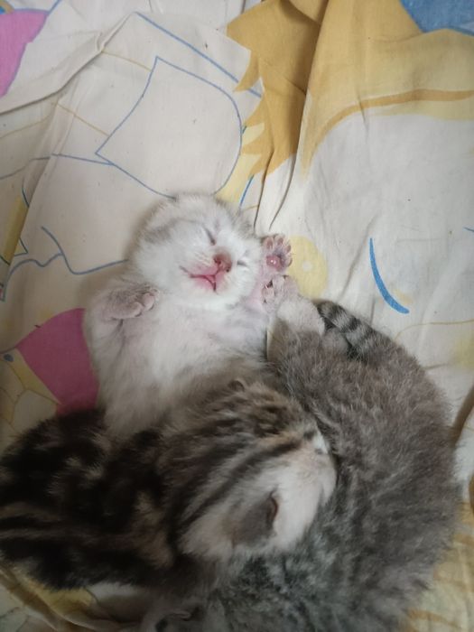 Виязка насл олишга