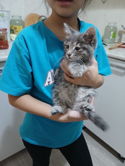 Кошка домашняя ..