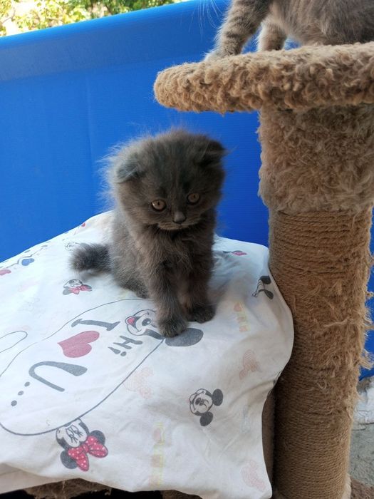 Котята 2 месяца один мальчик 2 девочки
