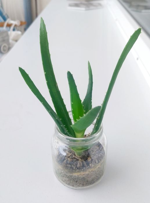 Алое вера издънки