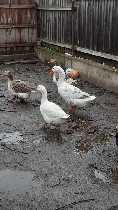 Trei gaste comune talie mare/ gaste romanesti