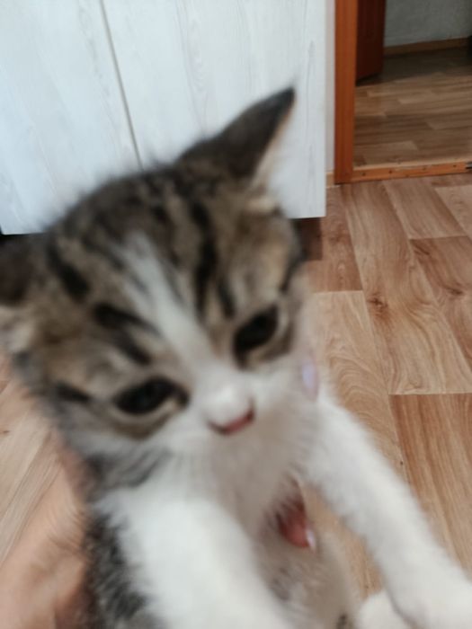 Отдам котят, возраст месяц и 3 недели