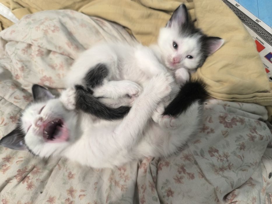 Ласковые котята , Отдам в хорошие руки