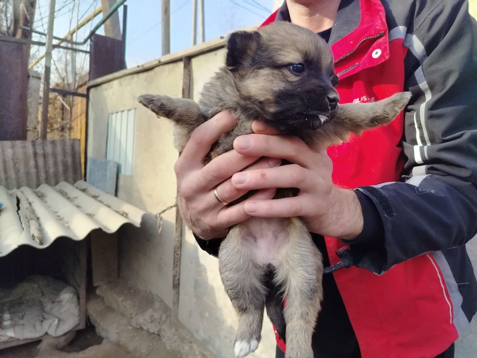 Отдам щенков в добрые руки