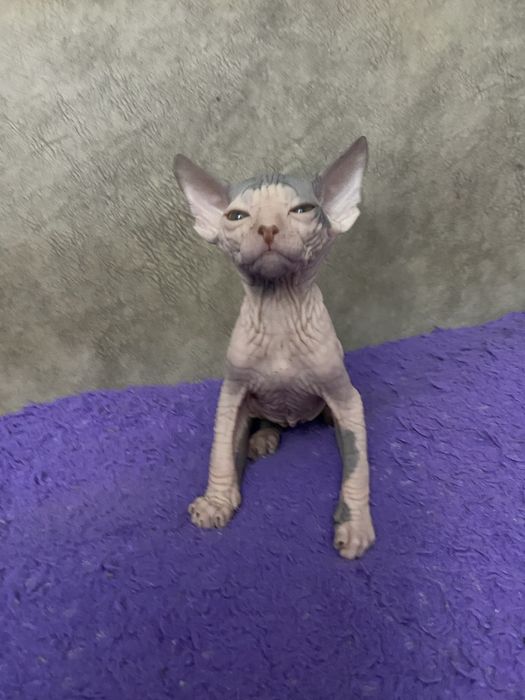 Очаровательные малыши сфинкса