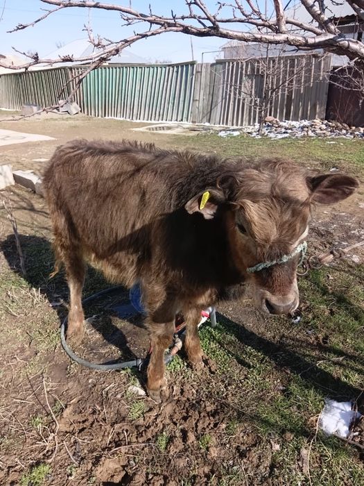 Бұқа сатылады. Бычка бычка