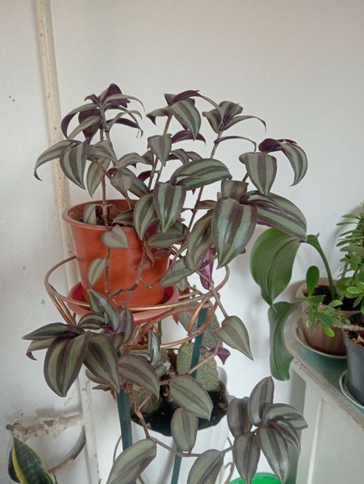 Домашние Цветы...