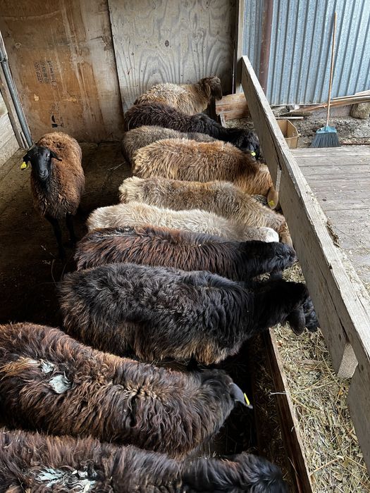 Олар еркекті қатты ұрады