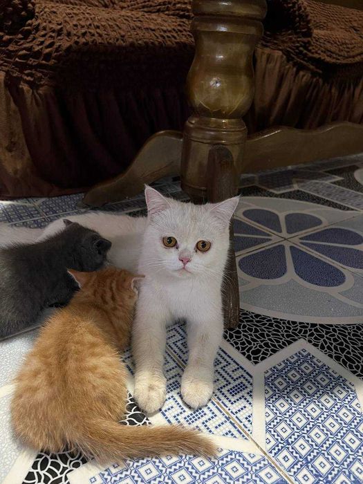 Продаются котята Шиншиллы!!