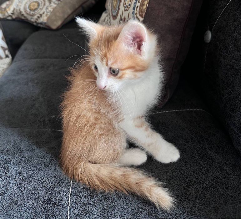Котята в добрые руки!