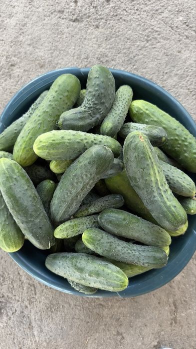 Vand Castraveti Cornichon