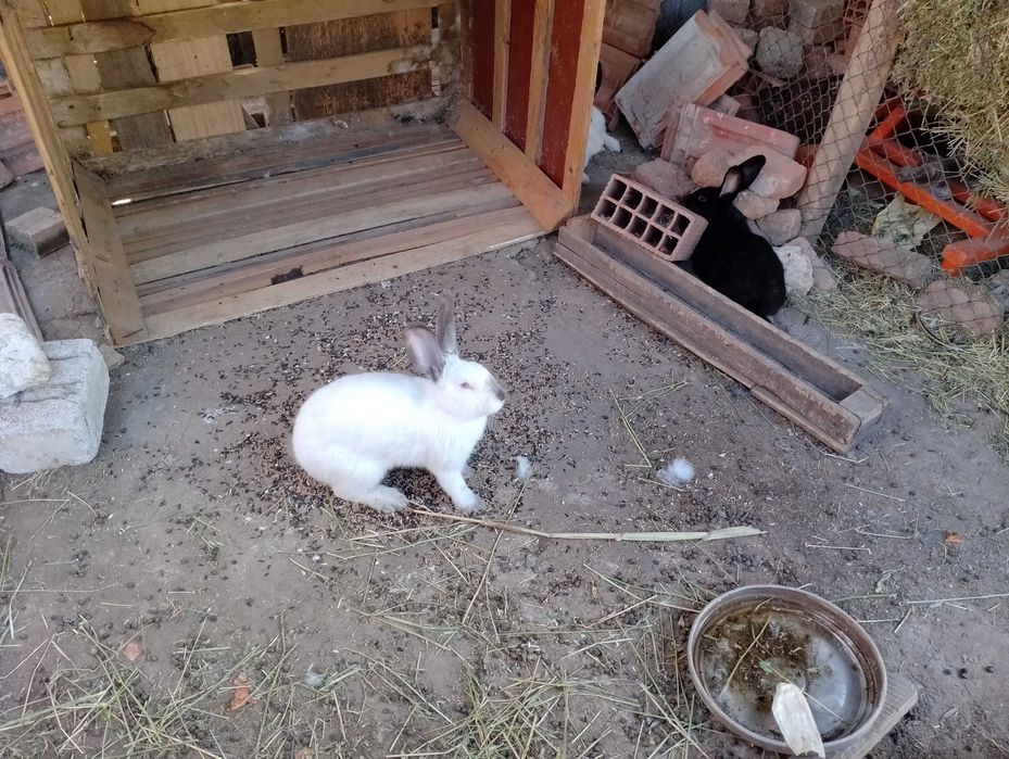 Зайци за разплод и за консумация