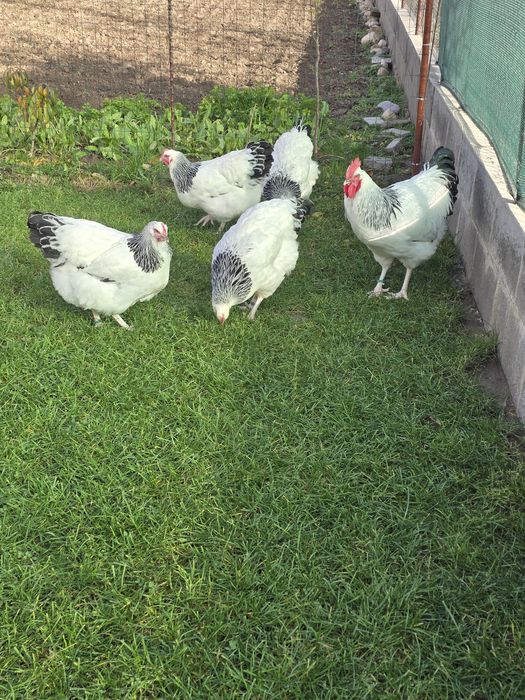 De vanzare familie sussex si new hampshire