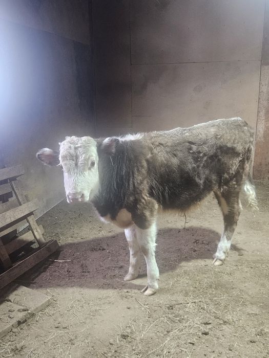 Еркек баспақ сатылады 9 айлық