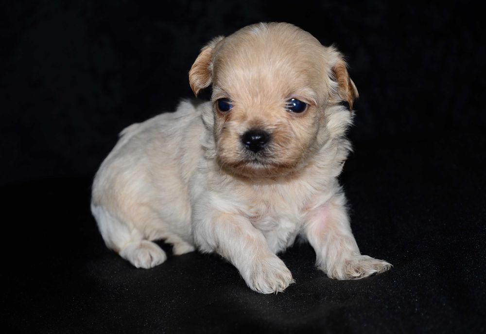 Кукольные Мальтипу F1 , Maltipoo !