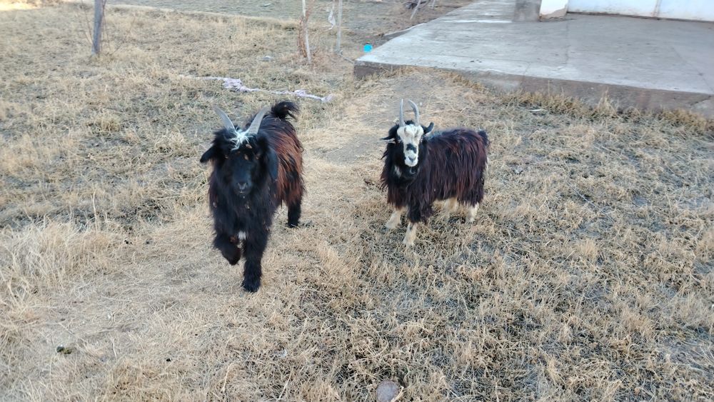 Echki birsi erkak birsi qoy