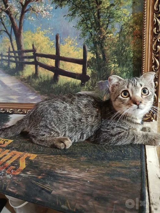 Котята в добрые руки Страйт и фолд..