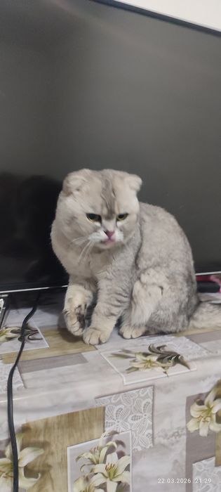Scottish Fold 100% Тоза еркак мушук сот илади