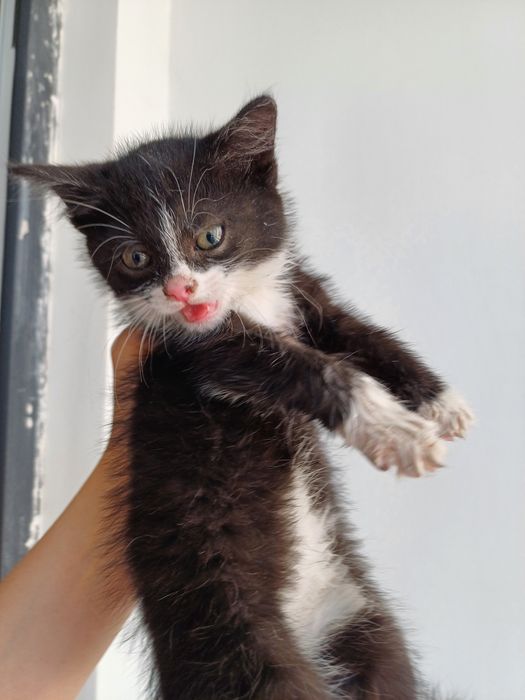 Котенок 2 месяца девочка