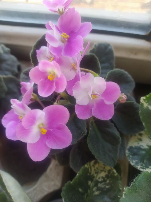 Продам фиалки сенполии