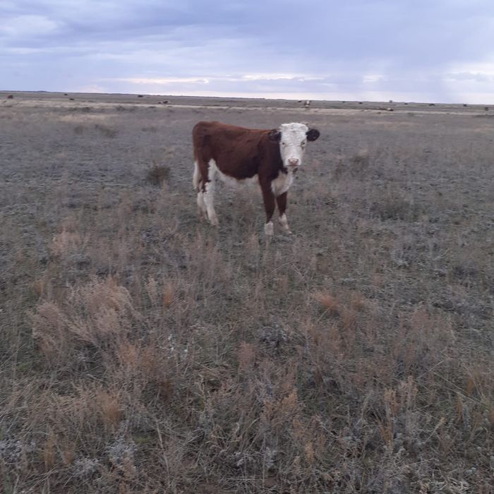 Продам подсосных телечок