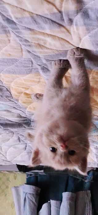 Продаются котята шотландской породы