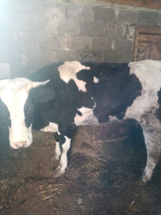 Vând   junca  afata