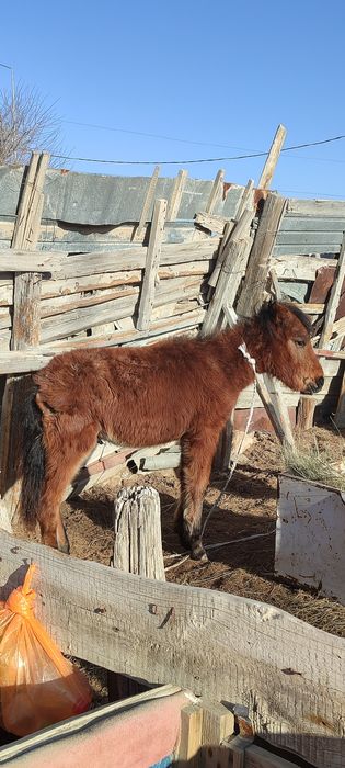 Жабағы сатылады соғамыз