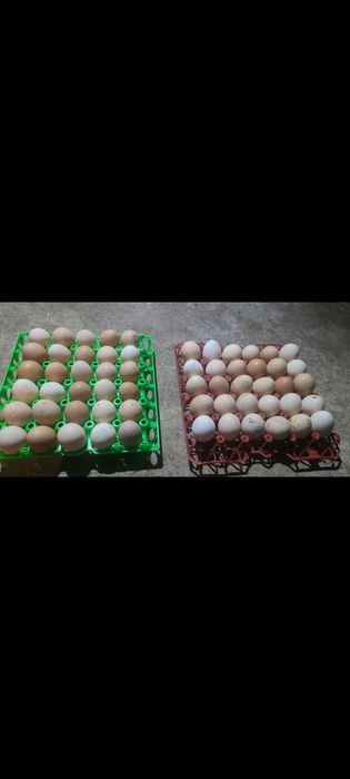 Ouă de casă Turnu-Roșu