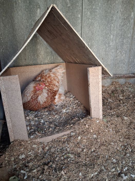 Куры Брама Золото