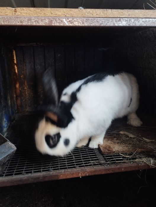 Продам кроликов.