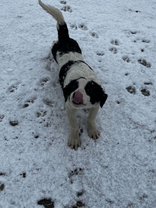 Отдам щенков в хорошие руки