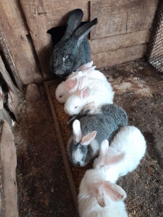 Продам кроликов по 1000т