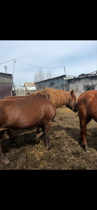 Продам табун лошодей