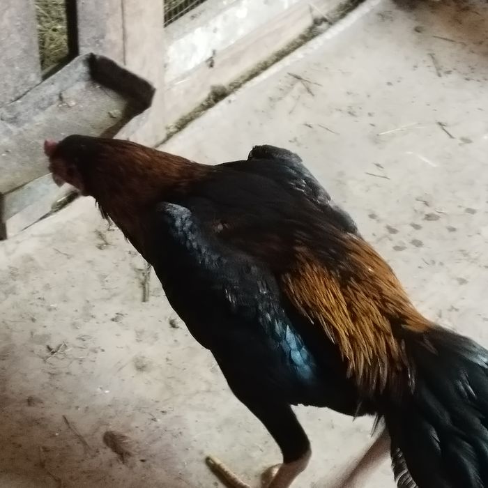 Продам дакана хороших кровей