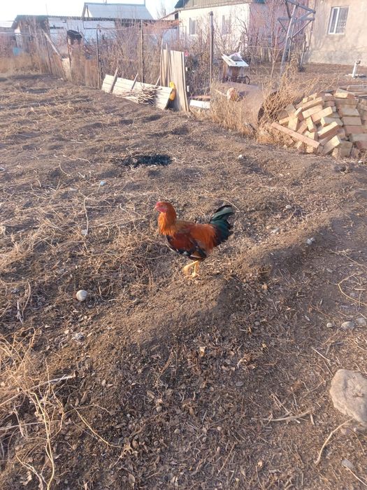 Петушки куры продам