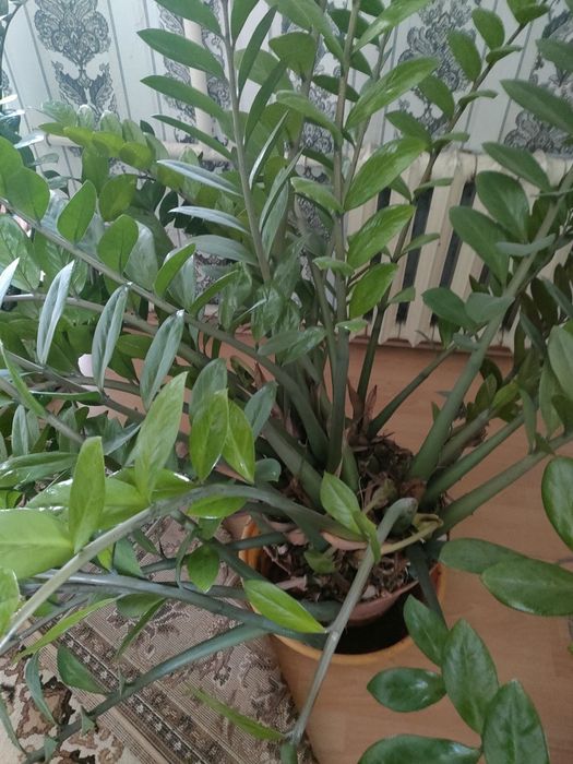 Продам замиакулькас