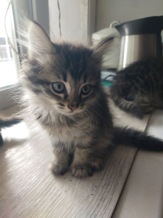 Котята в добрые руки.