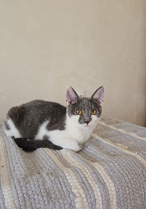 Отдам бесплатно кошек